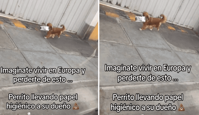 El perrito no dudó en auxiliar a su dueño en tan embarazosa situación. Foto: composición LR/@Rosangelajas/TikTok