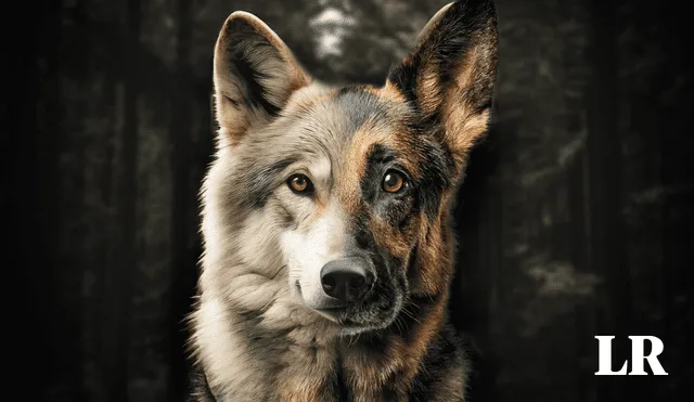 Se estima que los perros proceden de dos poblaciones distintas de lobos. Foto: Composición LR