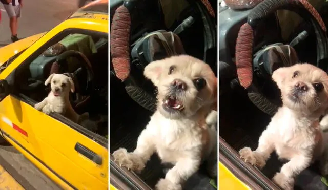 Los cibernautas comentaron que el perrito hacía taxi para pagarse las croquetas. Foto: composición LR/capturas de TikTok/@Jescow