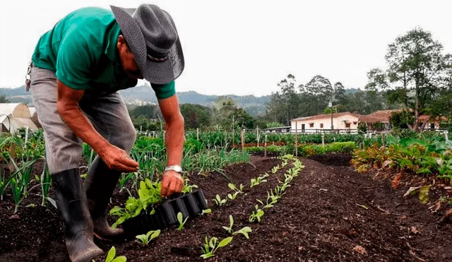 La invasión rusa en Ucrania ha aumentado la popularidad de estos abonos. Foto: UNGS