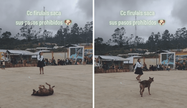 Perrito también decidió bailar al ritmo del huayno. Foto y video: captura de video/@scorpiondelmal/TikTok