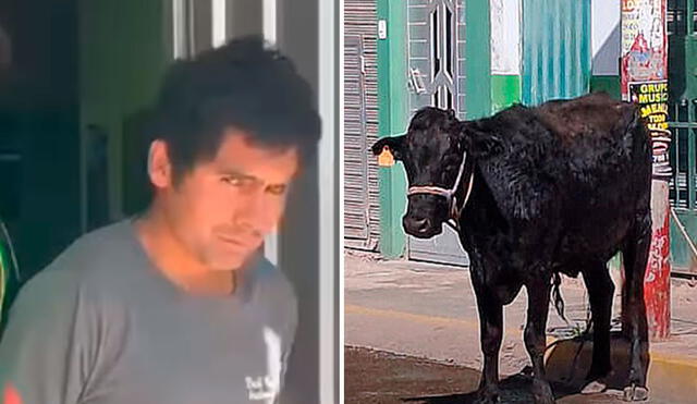 El animal fue puesto a buen recaudo por las autoridades policiales. Foto: captura de Betty Chamoro/Huanca York Times/Facebook