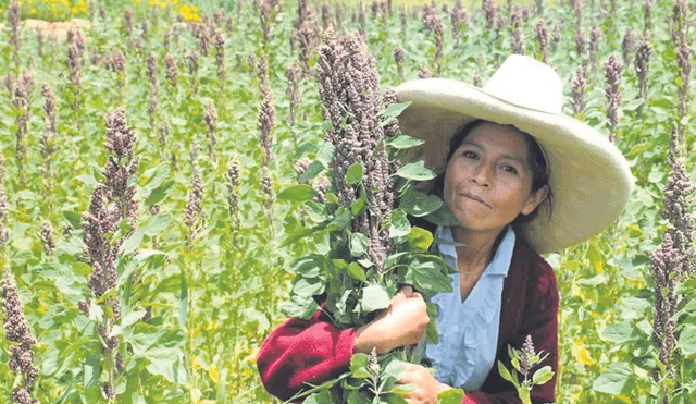 Superalimento. La quinua representa el 85% de los granos andinos. Su producción superó las 113.000 toneladas en 2022. Foto: difusión