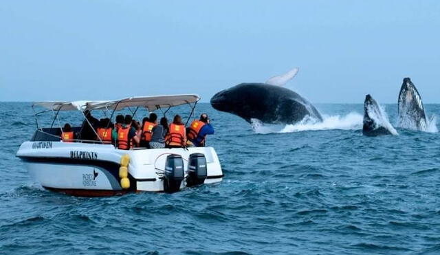 Turistas llegan a ver espectáculo de avistamiento de ballenas. Foto: Facebook Juan Agurto/ video: Municipalidad de Canoas de Punta Sal.