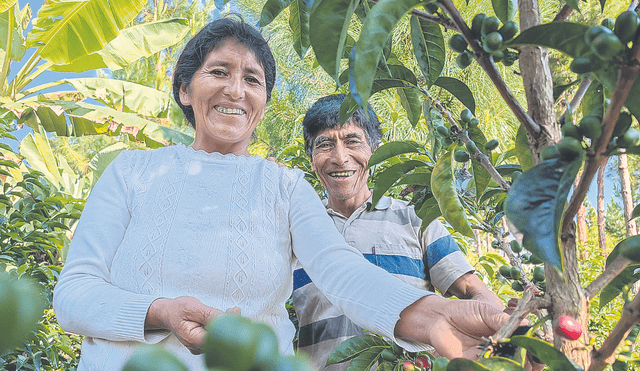 Vidas ejemplares. Vicentina Phocco y Pablo Mamani pasaron los más dolorosos desafíos. Pese a ello, lucharon por su café y lo llevaron a las tazas del mundo. Foto: Liubomir Fernández/La República