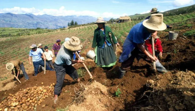La agricultura es la principal fuente de empleo en las zonas rurales. Foto: Andina