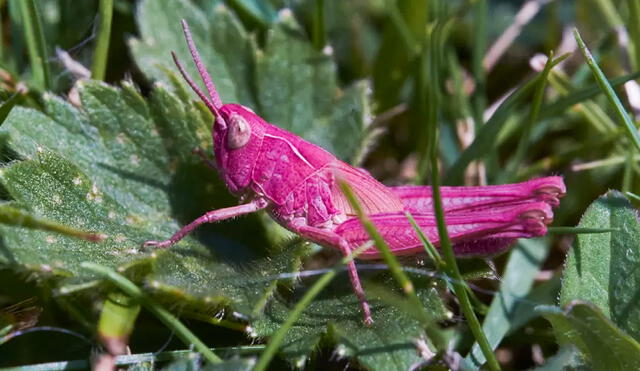 Los saltamontes rosados son más vulnerables ante sus depredadores. Foto: Gary Phillips