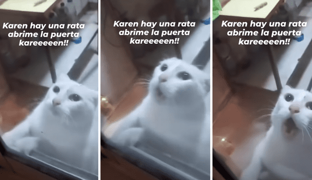 Usuarios se conmovieron al ver al gatito maullando sin parar. Foto: composición LR/Instagram