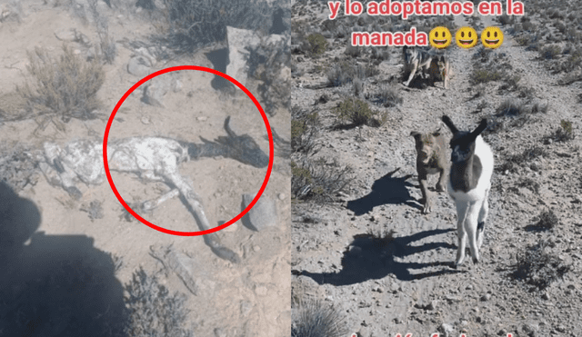 Los tres perros del hombre recibieron bastante bien al nuevo integrante de la jauría: una llama. Foto y video: @carlosvalentincalamani/TikTok