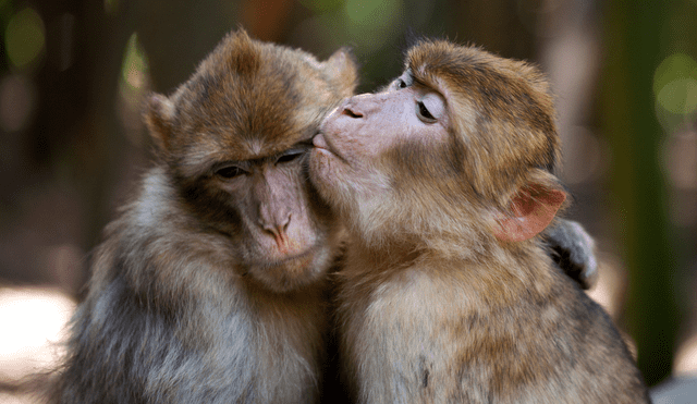En los monos rhesus, el sexo entre machos es más frecuente que entre un macho y una hembra. Foto: NewsWeek