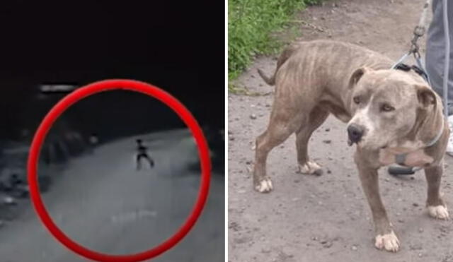 El perro atacó al menor cuando regresaba de la tienda a su casa junto a su hermano. Foto: composición LR /captura Panamericana / Difusión