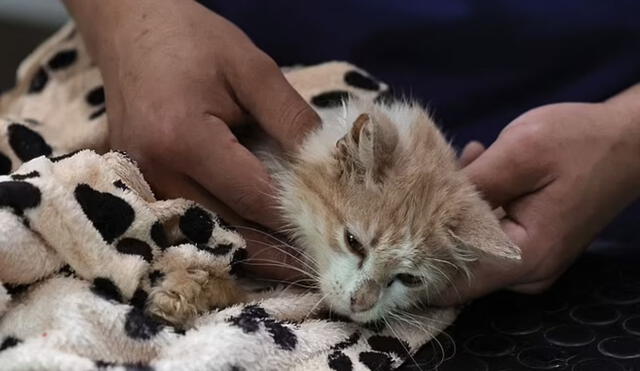 Se estima que hasta 300 mil gatos han fallecido a causa de coronavirus. Foto: difusión