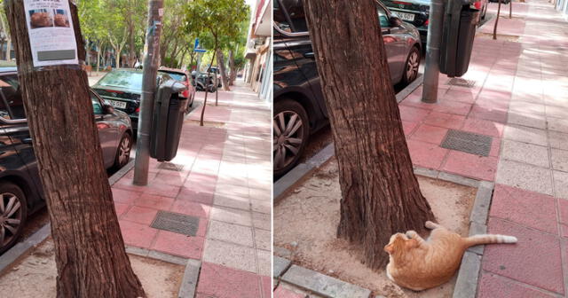 El felino fue encontrado en un parque de España. Foto: composición LR/Twitter/@Bamf_