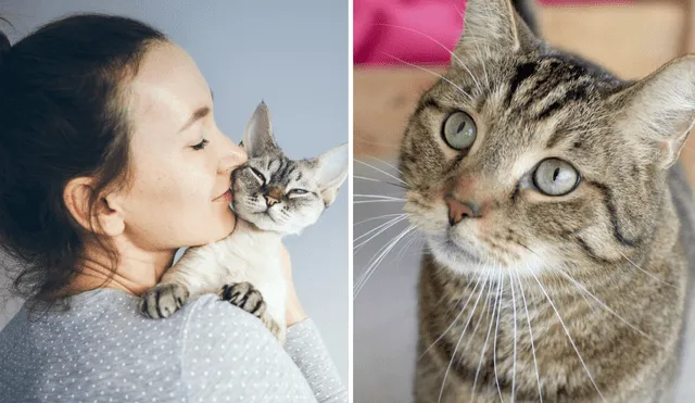 Existen dos teorías que explican por qué llamamos 'michi' a los gatos. Foto: composición LR/Mundo Deportivo/EFE