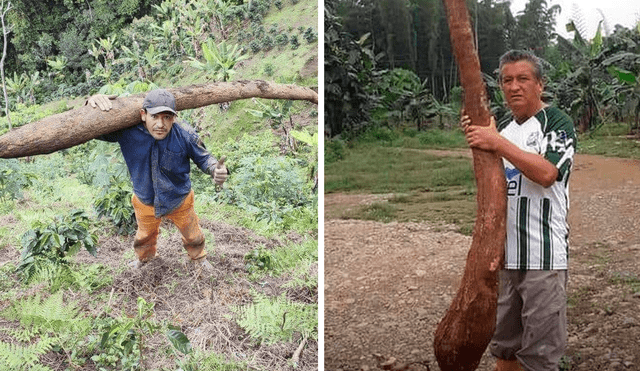 Yucas gigantes fueron cosechadas en Perú y Ecuador. Foto: composición La República/Facebook - Video: Hoy Perú Tv