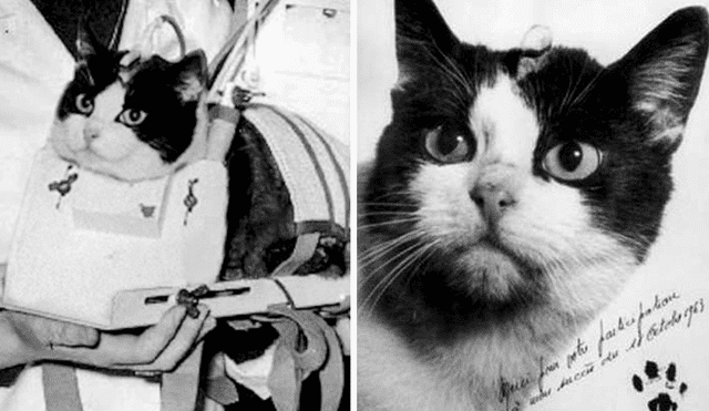 El 18 de octubre de 1963, Felicette fue enviada al espacio exterior en un cohete. Foto: composición LR