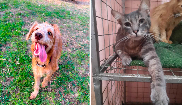 Albergue. El refugio Peludos Sentimientos tiene a su cargo 34 perritos y gatitos. Foto: composición LR/Peluditos Sentimientos