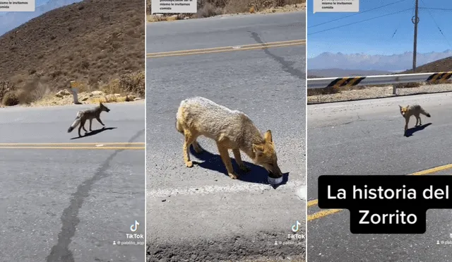 Zorrito fue alimentado por un ciudadano en Arequipa. Foto: composición LR/@pablito_aqp - Video:@pablito_aqp