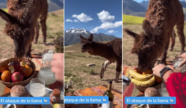 Llamita hace de las suyas durante un picnic de pareja en Cusco. Foto: composición LR/@giulianamatsusaka - Video: @giulianamatsusaka