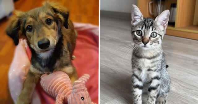 Canes y gatos serán puestos en adopción responsable el 21 de julio. Foto: composición LR/Oh my cat