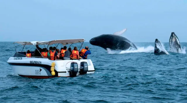 Avistamiento de ballenas. Del total de observadores, el 89,4% serían nacionales y 10,6% extranjeros. Foto: difusión