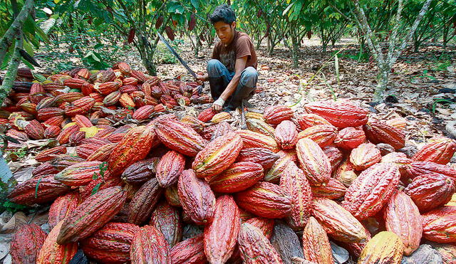 En riesgo. Las sequías y lluvias intensas producto del cambio climático afectan las plantaciones de cacao en todo el mundo, advierten los productores. Foto: difusión