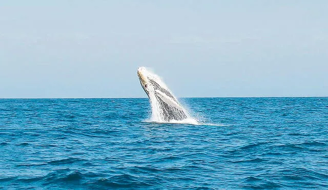 Actividad. Piura y Tumbes son los mejores destinos turísticos para apreciar el tránsito de los gigantes cetáceos, en las playas El Ñuro, Máncora y Cabo Blanco. Foto: difusión