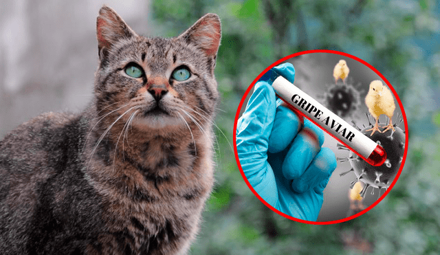 Polonia es el primer país en registrar un "gran número" de gatos infectados por la gripe aviar. Foto: composición LR/Colombia