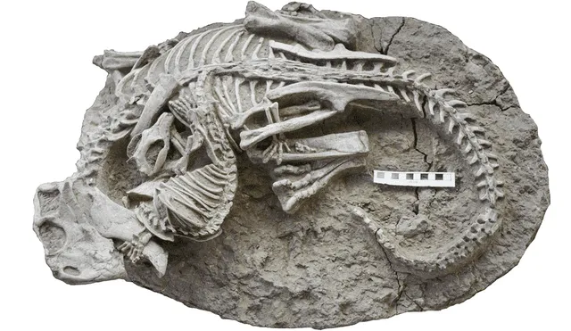El conjunto fósil de ambas criaturas data de hace 125 millones de años. Foto: Gang Hang