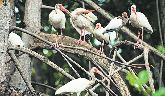 Los manglares de Tumbes es un ecosistema importante para las aves playeras. Foto: Sernanp