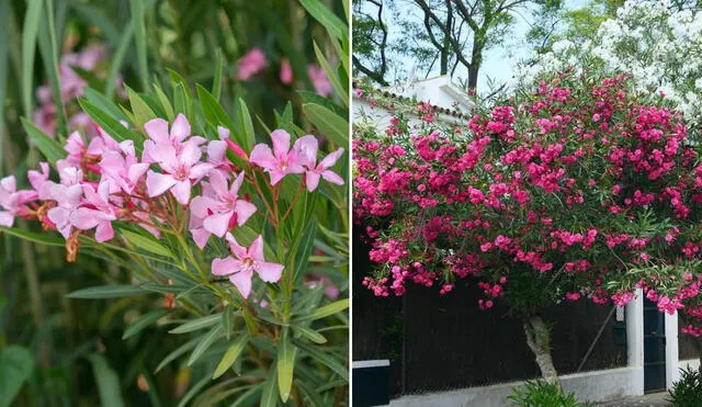 Aunque aparente ser inocua, esta planta es capaz de causar intoxicaciones mortíferas. Foto: composición LR/Diario Jerez/Plantas y jardín