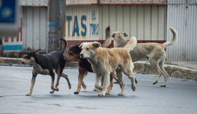 Los perros callejeros son un problema sin resolver en nuestro país. Foto: Andina