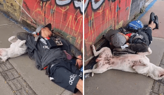 Los usuarios dejaron todo tipo de comentarios tras ver al perrito con su dueño en la calle. Foto: composición LR/TikTok/@ibethmadrid08k