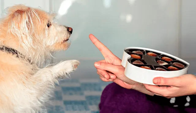 Si tu perro te pide chocolate, ¿deberías darle? Foto: Adobe