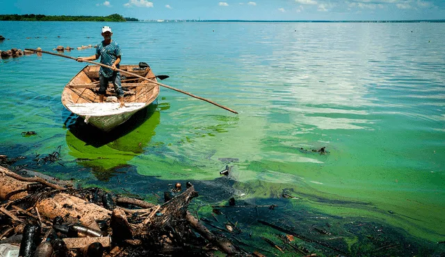 El 'verdín' es una de las causas principales por la que el lago de Maracaibo adopta ese color. ¿Qué tan grave es? AQUÍ te lo contamos. Foto: EFE