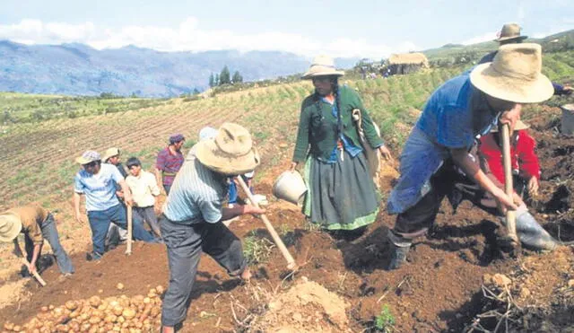 Fortalecimiento fiscal. El reglamento de la Ley n° 31335 fortalecerá cooperativas agrarias y exonerará impuestos. Foto: difusión