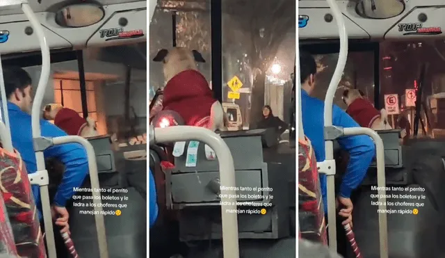 Las imágenes sacaron miles de sonrisas en redes sociales. Foto: composición LR/@Sholeedaad/TikTok