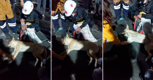 Usuarios aplaudieron a los manifestantes que ayudaron al perrito. Foto: composición LR/@carlosrt30k/TikTok