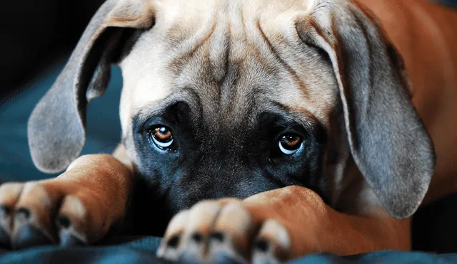 Según los científicos, hay una explicación de que los ojos de los perros nos den ternura y se encuentra en la domesticación de dichos animales. Foto: Flickr