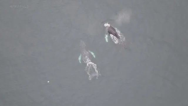 Las ballenas sorprenden a los turistas en las costas peruanas. Foto: Sernanp