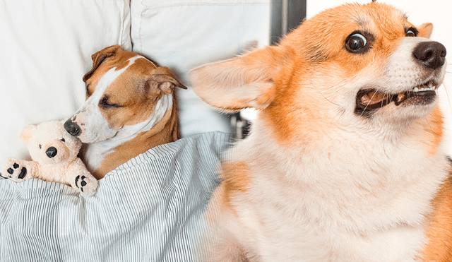 ¿Qué puede pasar si despiertas a tu perro? Foto: composición LR/Adobe/Pet Assure