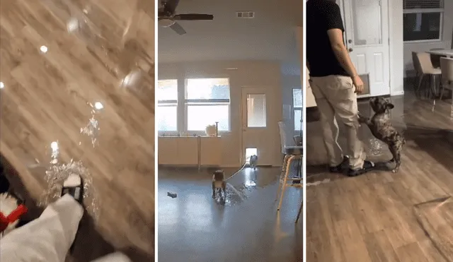 ¡Difícil de creer! Revisa AQUÍ el video donde se ve a una cachorra inundando la casa de sus dueños. Foto: composición LR/TikTok/House_of_camille