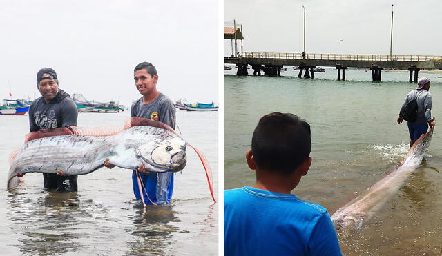 Los pescadores señalan que la aparición del animal no es un 'mal augurio'. Foto: composición LR/Facebook Descubre Tumbes/Twitter Deysi Rojas Prado - Video: InfoNoticias