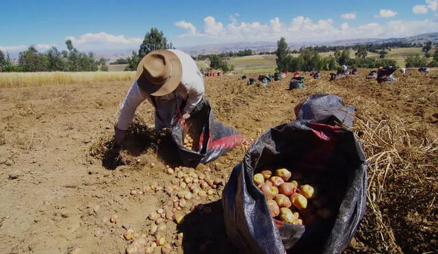 La agricultura familiar de subsistencia crítica representa el 49,3% de las unidades agropecuarias. Foto: Andina
