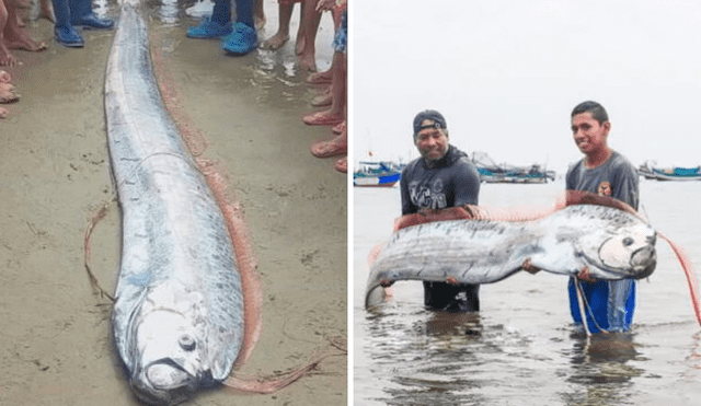 El pez remo es una animal marino que vive en el fondo del océano. Foto: composición LR/Descubre Tumbes/TV Perú