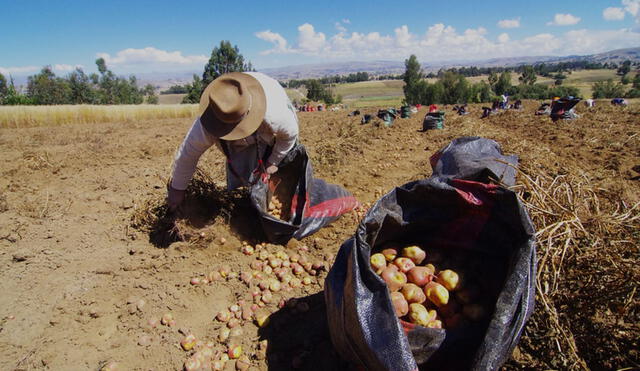 La mayoría de unidades agropecuarias (55,6%) son de entre 0,5 y 4,9 ha. Foto: difusión