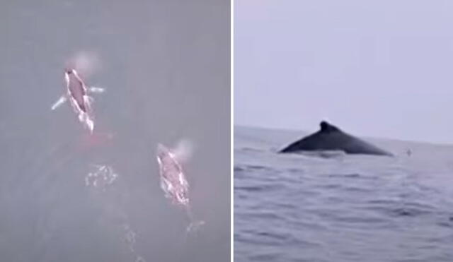Ballenas, junto con sus crías, y delfines son captados en el norte chico de Lima. Foto: composición La República/capturas Exitosa - Video: Exitosa