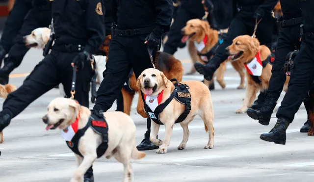 La unidad canina es una de las más esperadas por grandes y chicos durante el Desfile Militar. Foto: Andina