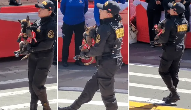 Perrito emocionó a miles en TikTok. Foto: composición LR/TikTok/@frasecorta