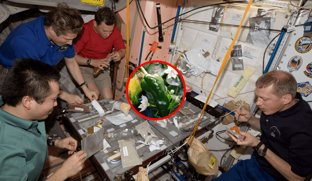 Entre los experimentos que se realizan en el espacio está el cultivo de algunos alimentos. Foto: composición LR/European Space Agency/Astro_Megan/Twitter